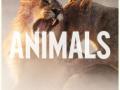 Details Maroon 5 - Animals