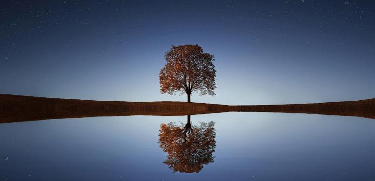 De Top 4 zet een boom op