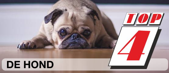 Top 4: Liedjes over vriend hond