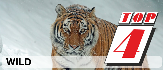 Top 4: Wild