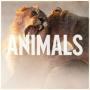 Trackinfo Maroon 5 - Animals
