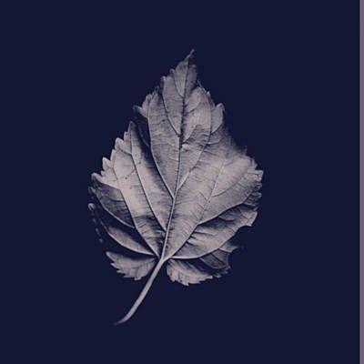 Coverafbeelding Joy Williams - Ordinary world