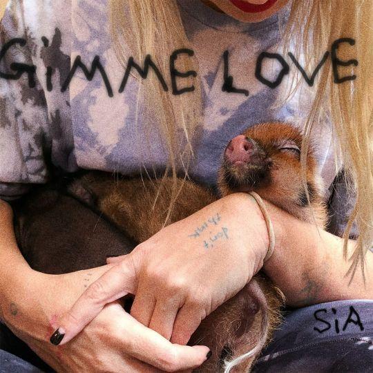 Coverafbeelding Sia - Gimme Love